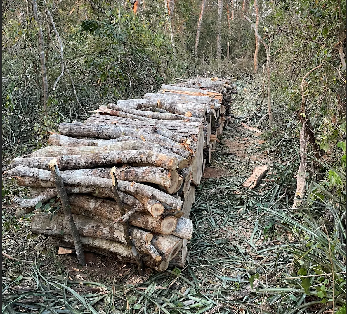 Madera apilada y clasificada en el monte
