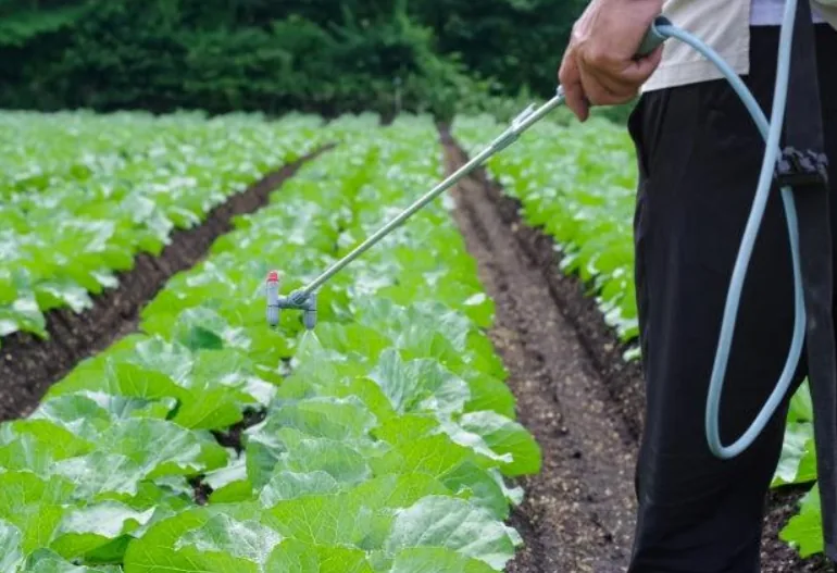 Aplicação de bioinsumo em uma horta