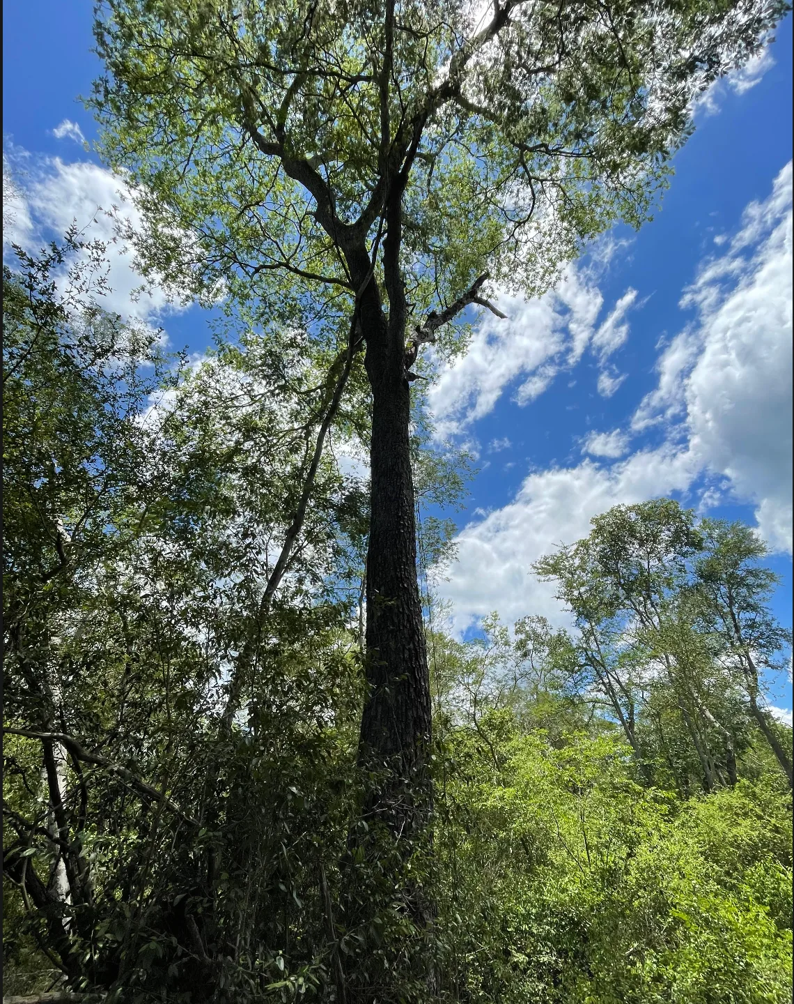 Bosque de donde proviene la biomasa